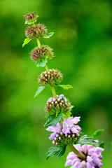 Flowers of Phlomoides tuberosa (Phlomis tuberosa)