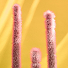 Cactus Fashion Set. Art gallery Design. Minimal Stillife. Vanilla Trendy Pastel Colors. Pink Neon Cactus Mood on Yellow background. Pop art