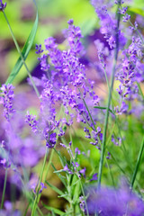 Lavender flower field, image for natural background, selective focus
