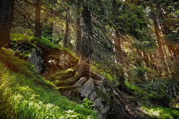 Fototapeta na wymiar Forest landscape with sunbeams, mossy trees and stones