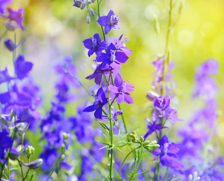 Beautiful purple Delphinium consolida (Consolida regalis) on a nature background