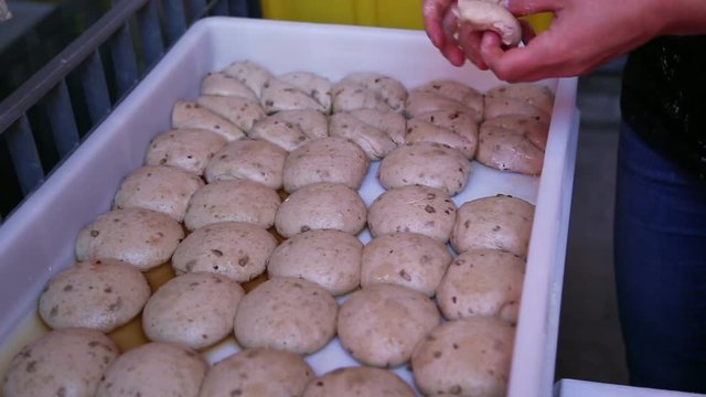 Panzerotti Dough Preparation