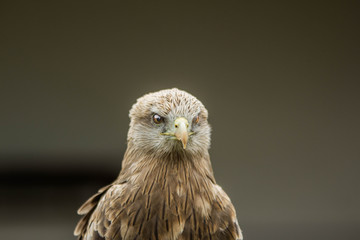 Obraz premium Portrait of a hawk