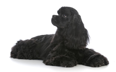 beautiful black cocker spaniel female
