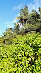Fototapeta na wymiar Grünes Palmenparadies auf den Malediven