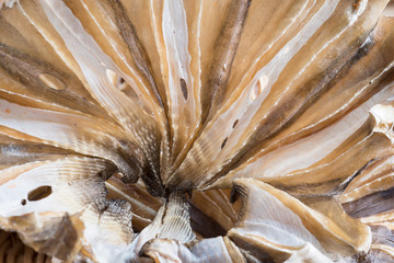 Raw dried sundried stingray radiating circular fish