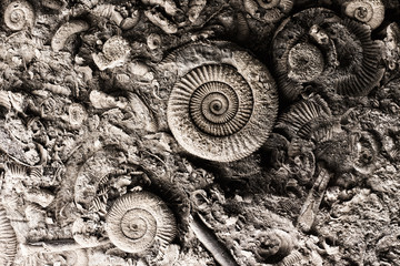 Fossils in rock