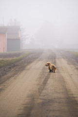 Dog walking a road in fog
