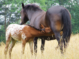 Feeding foal
