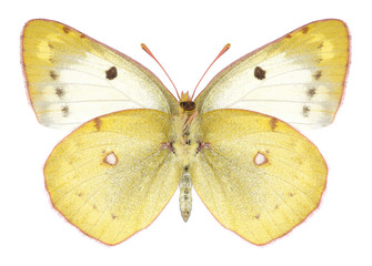 Butterfly Colias hyale (female) (underside) on a white background