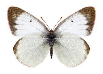 Fototapeta premium Butterfly Colias palaeno on a white background