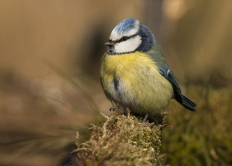 Tomtit