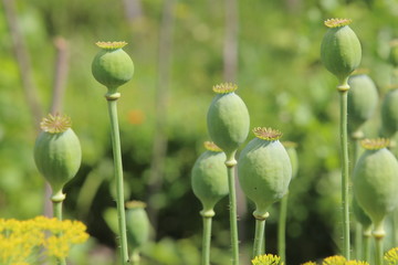 Opium Plant Close-up Poppy Capsules