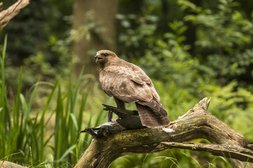 Buzzard with prey