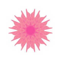 Pink flower isolated on white background