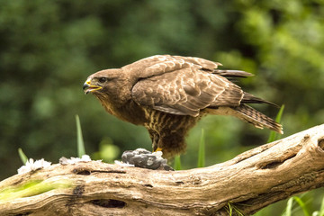 Buzzard
