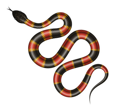 Tropical snake vector illustration.