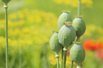 Opium Plant Close-up Poppy Capsules