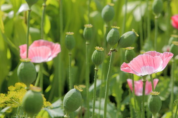 Opium Plant Close-up Poppy Capsules