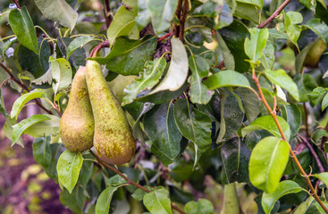 Ripening Conference pears in a modern Dutch orchard with espaliers