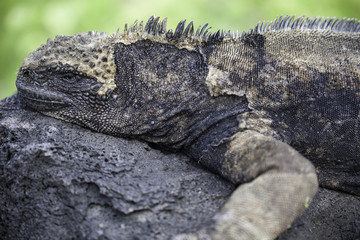 Marine Iguana lying on rock, Galapagos