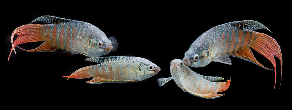 Macropodus opercularis - Paradise fish, Forktail fightingfish - aquarium fish