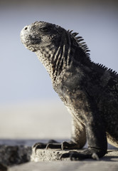 Galapagos Marine Iguana sitting on rock at San Cristobal coast, Galapagos Islands