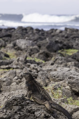Galapagos Marine Iguana sitting on rock at San Cristobal coast, Galapagos Islands