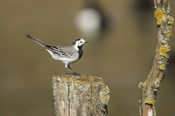 Wagtail