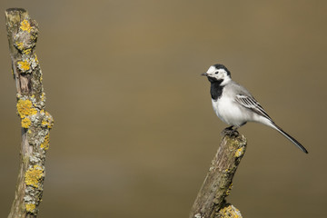 Wagtail