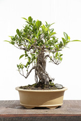 Ficus retusa bonsai on a wooden table and white background