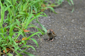 sparrow