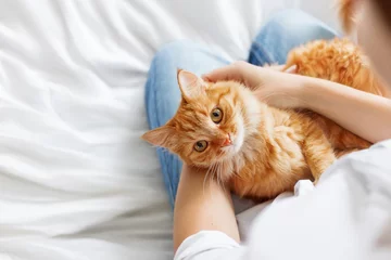 Wall murals Cat Cute ginger cat lies on woman's hands. The fluffy pet comfortably settled to sleep or to play. Cute cozy background with place for text. Morning bedtime at home.
