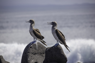 Two Blue-footed boobies on a rock at coast, ocean in backgound, Galapagos islands