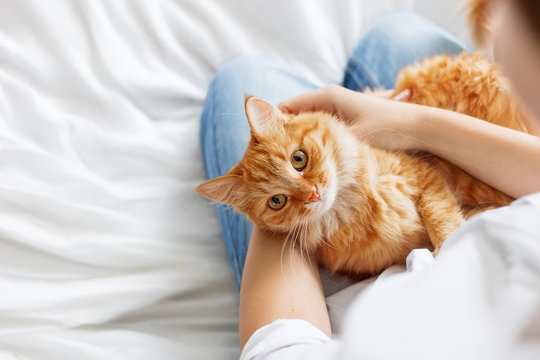Cute ginger cat lies on woman's hands. The fluffy pet comfortably settled to sleep or to play. Cute cozy background with place for text. Morning bedtime at home.