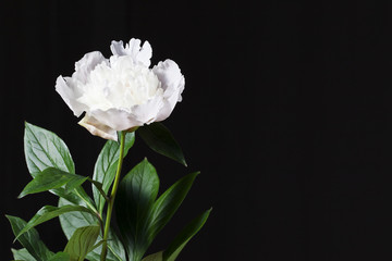 White peony with leaves in a black background. Free space.