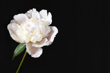 White peony in a black background. Free space.