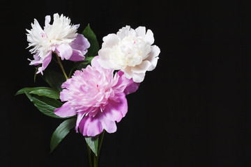 Three peonies on a black background. Place for ideas.