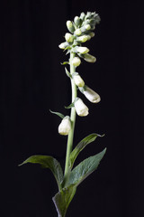 White foxglove isolated on a dark background. Vertical.