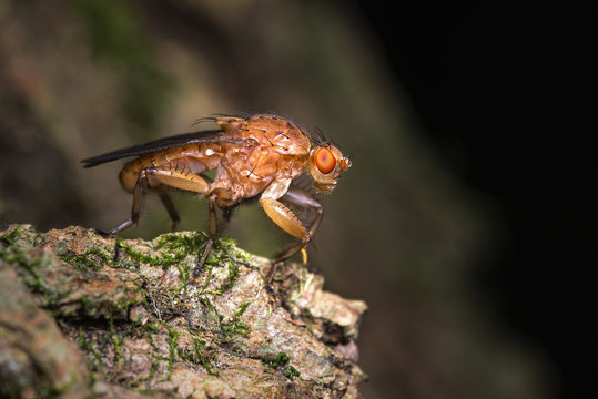 Drosofila o Moscerino della frutta (Drosophila melanogaster)