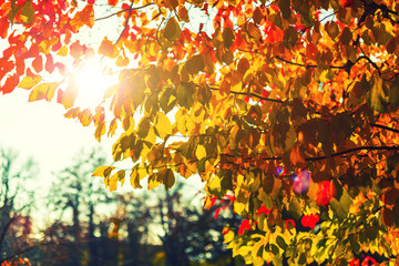 Autumn leaves, illuminated leaves on branches glowing against sunny blue sky with plenty copy space, useful for autumn background or greeting card. Autumn Collection