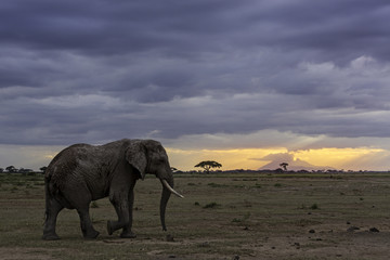 Fototapeta na wymiar Sunset Elephant
