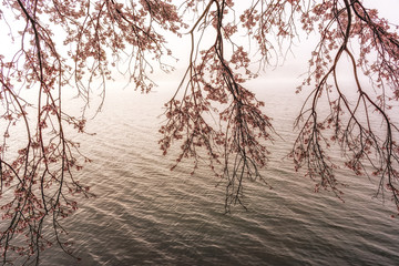 Cherry blossoms hanging near the lake