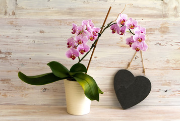 Orchideen mit Herz auf Holzhintergrund