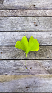 Ginko biloba on wooden background. Green leaf medicinal plant on board texture