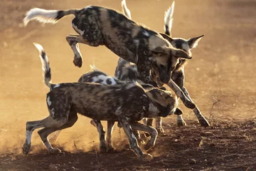 Wild Dog Jump © Seymour