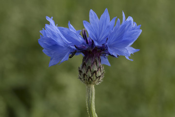 Cornflower