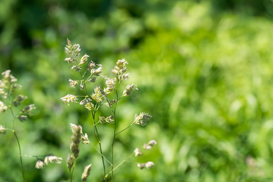 4 Best カモガヤアレルギー Images Stock Photos Vectors Adobe Stock