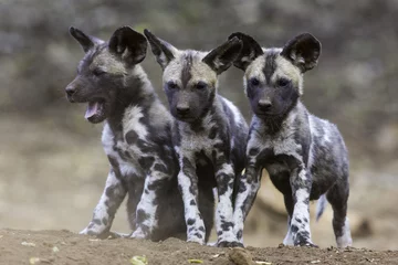Foto op Aluminium Pups van wilde honden © Seymour