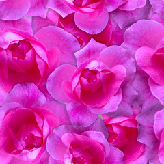 Pink rose pattern. Beautiful flower background seamless
